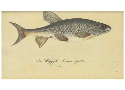 Reproducción/Reproduction 33977822398: Fauna Boica oder gemeinnützige Naturgeschichte der Thiere Bayerns /. Nürnberg :In der C.H. Zeh'schen Buchhandlung,1834.. 
