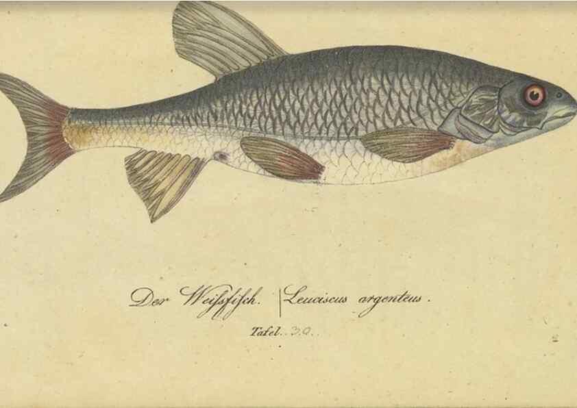 Reproducción/Reproduction 33977822398: Fauna Boica oder gemeinnützige Naturgeschichte der Thiere Bayerns /. Nürnberg :In der C.H. Zeh'schen Buchhandlung,1834.. 