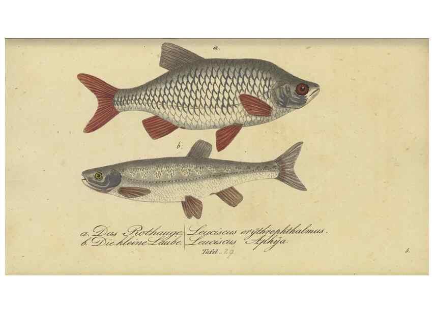 Reproducción/Reproduction 33977821948: Fauna Boica oder gemeinnützige Naturgeschichte der Thiere Bayerns /. Nürnberg :In der C.H. Zeh'schen Buchhandlung,1834.. 