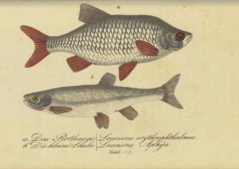 Reproducción/Reproduction 33977821948: Fauna Boica oder gemeinnützige Naturgeschichte der Thiere Bayerns /. Nürnberg :In der C.H. Zeh'schen Buchhandlung,1834.. 