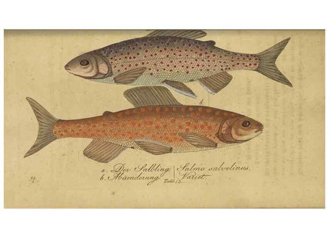 Reproducción/Reproduction 40888499273: Fauna Boica oder gemeinnützige Naturgeschichte der Thiere Bayerns /. Nürnberg :In der C.H. Zeh'schen Buchhandlung,1834.. 