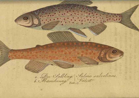 Reproducción/Reproduction 40888499273: Fauna Boica oder gemeinnützige Naturgeschichte der Thiere Bayerns /. Nürnberg :In der C.H. Zeh'schen Buchhandlung,1834.. 