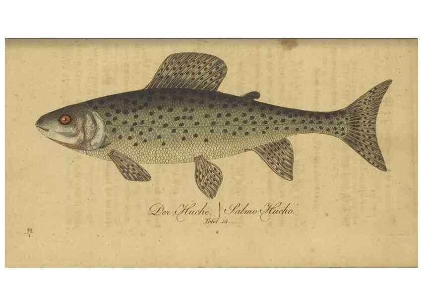 Reproducción/Reproduction 47803001572: Fauna Boica oder gemeinnützige Naturgeschichte der Thiere Bayerns /. Nürnberg :In der C.H. Zeh'schen Buchhandlung,1834.. 
