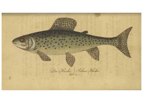 Reproducción/Reproduction 47803001572: Fauna Boica oder gemeinnützige Naturgeschichte der Thiere Bayerns /. Nürnberg :In der C.H. Zeh'schen Buchhandlung,1834.. 