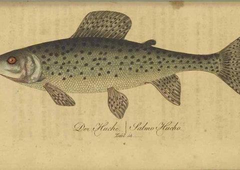 Reproducción/Reproduction 47803001572: Fauna Boica oder gemeinnützige Naturgeschichte der Thiere Bayerns /. Nürnberg :In der C.H. Zeh'schen Buchhandlung,1834.. 