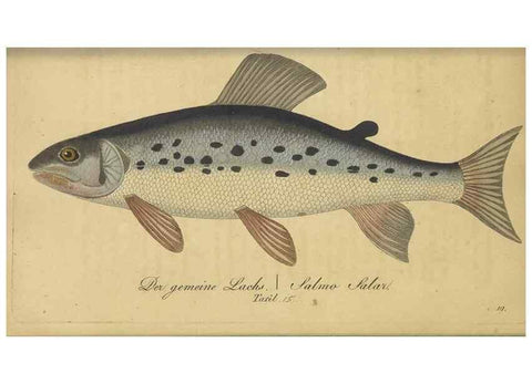 Reproducción/Reproduction 47803002152: Fauna Boica oder gemeinnützige Naturgeschichte der Thiere Bayerns /. Nürnberg :In der C.H. Zeh'schen Buchhandlung,1834.. 