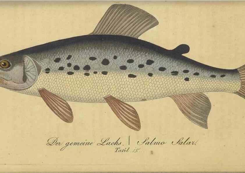 Reproducción/Reproduction 47803002152: Fauna Boica oder gemeinnützige Naturgeschichte der Thiere Bayerns /. Nürnberg :In der C.H. Zeh'schen Buchhandlung,1834.. 