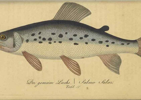 Reproducción/Reproduction 47803002152: Fauna Boica oder gemeinnützige Naturgeschichte der Thiere Bayerns /. Nürnberg :In der C.H. Zeh'schen Buchhandlung,1834.. 