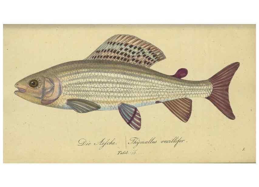 Reproducción/Reproduction 32911043277: Fauna Boica oder gemeinnützige Naturgeschichte der Thiere Bayerns /. Nürnberg :In der C.H. Zeh'schen Buchhandlung,1834.. 