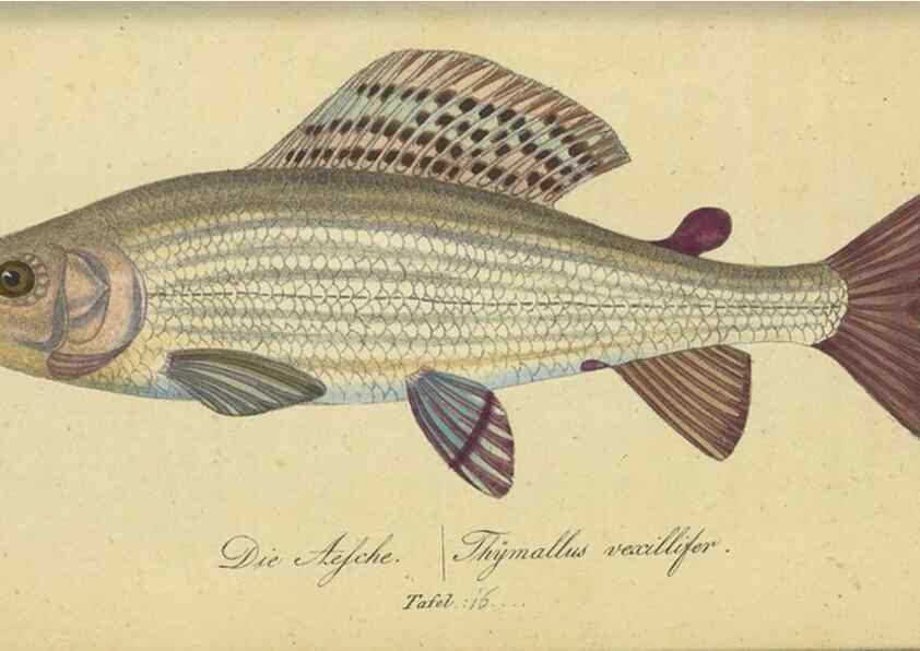 Reproducción/Reproduction 32911043277: Fauna Boica oder gemeinnützige Naturgeschichte der Thiere Bayerns /. Nürnberg :In der C.H. Zeh'schen Buchhandlung,1834.. 