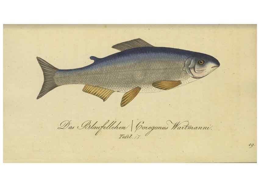 Reproducción/Reproduction 47803002962: Fauna Boica oder gemeinnützige Naturgeschichte der Thiere Bayerns /. Nürnberg :In der C.H. Zeh'schen Buchhandlung,1834.. 