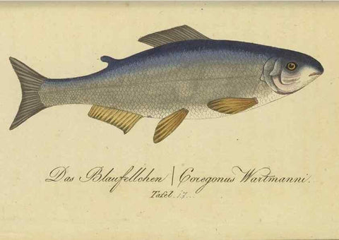 Reproducción/Reproduction 47803002962: Fauna Boica oder gemeinnützige Naturgeschichte der Thiere Bayerns /. Nürnberg :In der C.H. Zeh'schen Buchhandlung,1834.. 