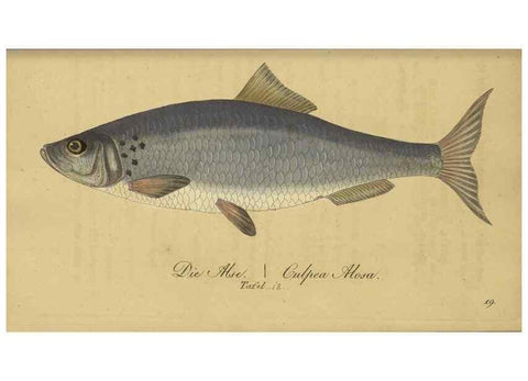 Reproducción/Reproduction 40888501563: Fauna Boica oder gemeinnützige Naturgeschichte der Thiere Bayerns /. Nürnberg :In der C.H. Zeh'schen Buchhandlung,1834.. 