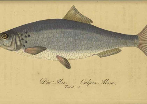 Reproducción/Reproduction 40888501563: Fauna Boica oder gemeinnützige Naturgeschichte der Thiere Bayerns /. Nürnberg :In der C.H. Zeh'schen Buchhandlung,1834.. 
