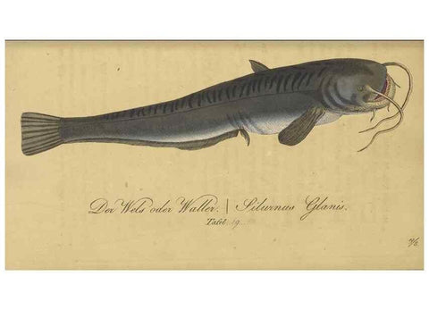 Reproducción/Reproduction 32911044377: Fauna Boica oder gemeinnützige Naturgeschichte der Thiere Bayerns /. Nürnberg :In der C.H. Zeh'schen Buchhandlung,1834.. 