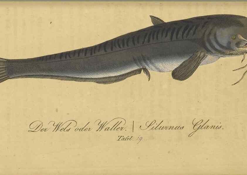 Reproducción/Reproduction 32911044377: Fauna Boica oder gemeinnützige Naturgeschichte der Thiere Bayerns /. Nürnberg :In der C.H. Zeh'schen Buchhandlung,1834.. 
