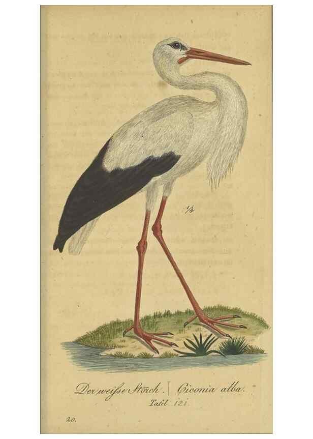 Reproducción/Reproduction 47066488344: Fauna Boica oder gemeinnützige Naturgeschichte der Thiere Bayerns.. Nürnberg :In der E.H. Zeh'schen Buchhandlung,1835.. 