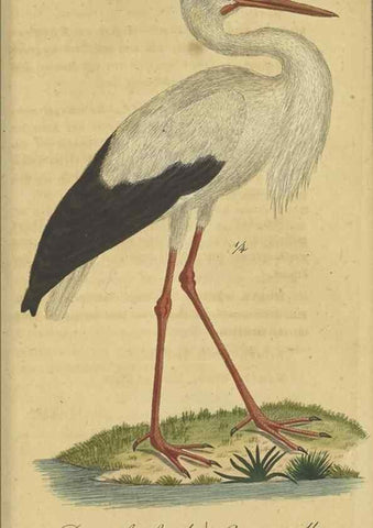 Reproducción/Reproduction 47066488344: Fauna Boica oder gemeinnützige Naturgeschichte der Thiere Bayerns.. Nürnberg :In der E.H. Zeh'schen Buchhandlung,1835.. 