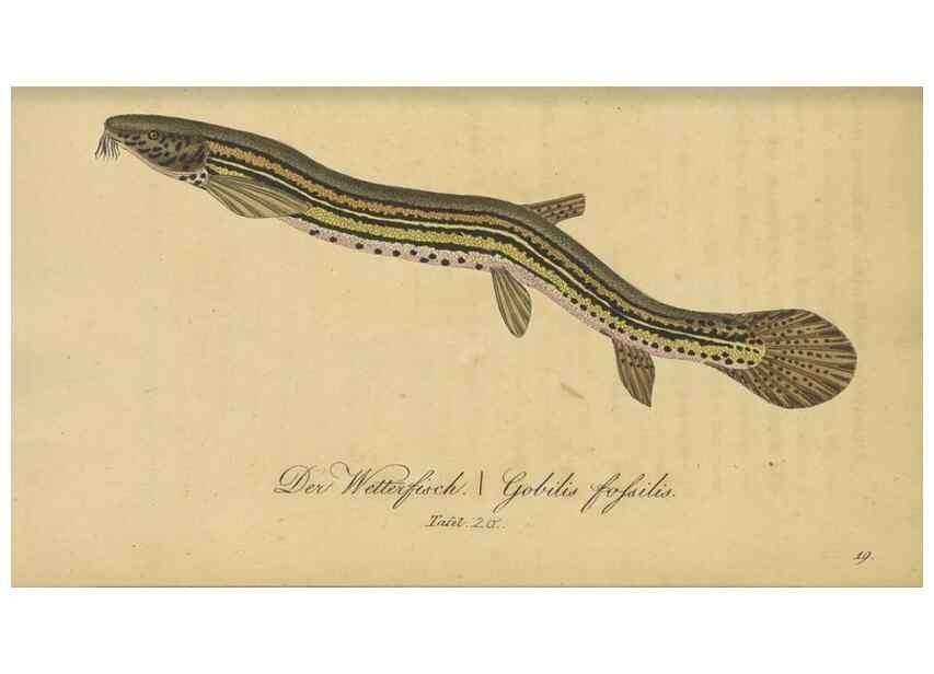 Reproducción/Reproduction 47803004322: Fauna Boica oder gemeinnützige Naturgeschichte der Thiere Bayerns /. Nürnberg :In der C.H. Zeh'schen Buchhandlung,1834.. 