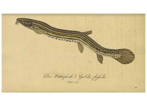Reproducción/Reproduction 47803004322: Fauna Boica oder gemeinnützige Naturgeschichte der Thiere Bayerns /. Nürnberg :In der C.H. Zeh'schen Buchhandlung,1834.. 