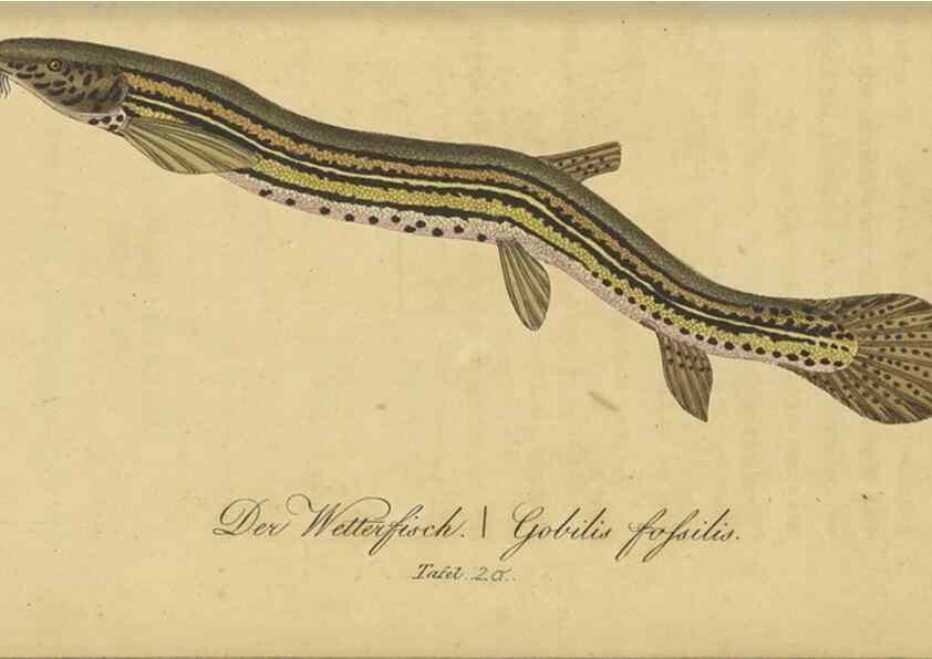 Reproducción/Reproduction 47803004322: Fauna Boica oder gemeinnützige Naturgeschichte der Thiere Bayerns /. Nürnberg :In der C.H. Zeh'schen Buchhandlung,1834.. 
