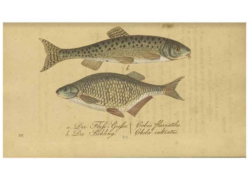 Reproducción/Reproduction 40888503833: Fauna Boica oder gemeinnützige Naturgeschichte der Thiere Bayerns /. Nürnberg :In der C.H. Zeh'schen Buchhandlung,1834.. 