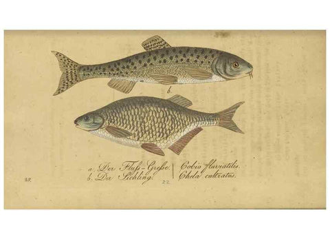 Reproducción/Reproduction 40888503833: Fauna Boica oder gemeinnützige Naturgeschichte der Thiere Bayerns /. Nürnberg :In der C.H. Zeh'schen Buchhandlung,1834.. 