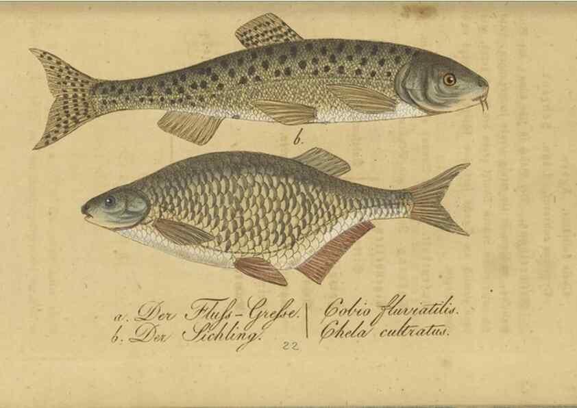 Reproducción/Reproduction 40888503833: Fauna Boica oder gemeinnützige Naturgeschichte der Thiere Bayerns /. Nürnberg :In der C.H. Zeh'schen Buchhandlung,1834.. 