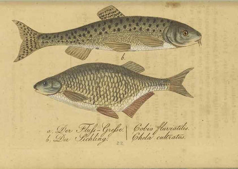 Reproducción/Reproduction 40888503833: Fauna Boica oder gemeinnützige Naturgeschichte der Thiere Bayerns /. Nürnberg :In der C.H. Zeh'schen Buchhandlung,1834.. 