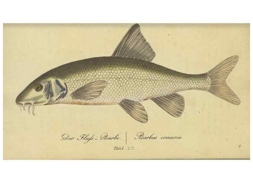 Reproducción/Reproduction 47065712684: Fauna Boica oder gemeinnützige Naturgeschichte der Thiere Bayerns /. Nürnberg :In der C.H. Zeh'schen Buchhandlung,1834.. 