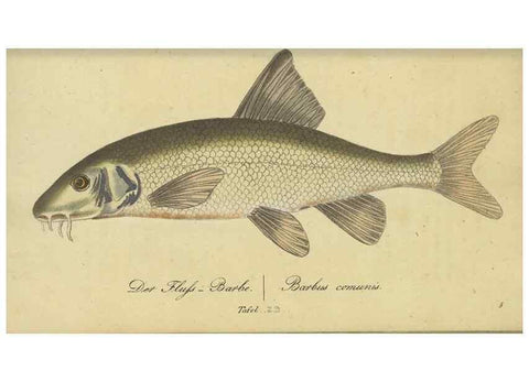 Reproducción/Reproduction 47065712684: Fauna Boica oder gemeinnützige Naturgeschichte der Thiere Bayerns /. Nürnberg :In der C.H. Zeh'schen Buchhandlung,1834.. 