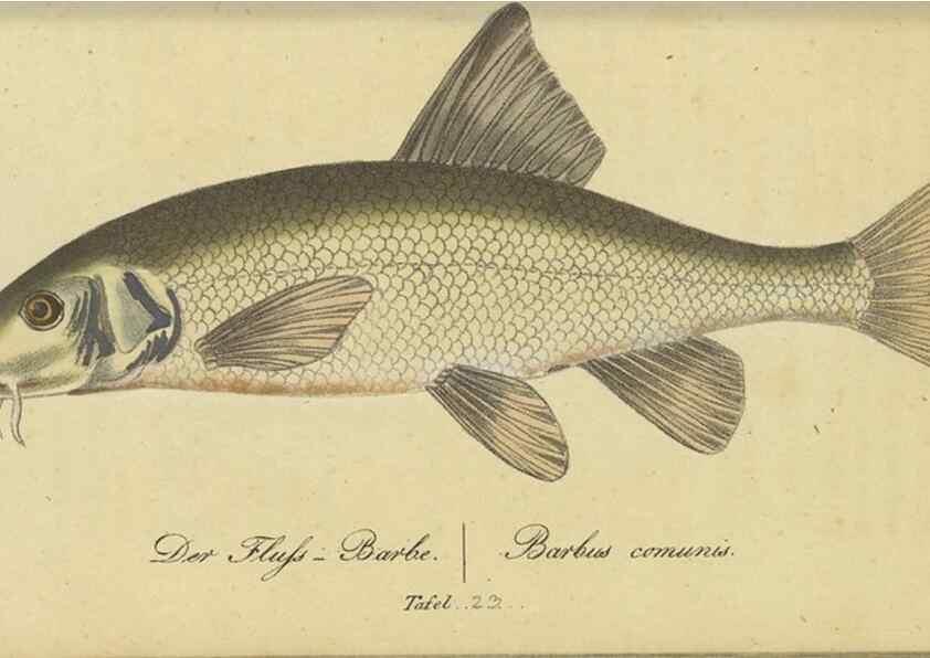 Reproducción/Reproduction 47065712684: Fauna Boica oder gemeinnützige Naturgeschichte der Thiere Bayerns /. Nürnberg :In der C.H. Zeh'schen Buchhandlung,1834.. 