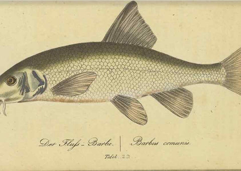 Reproducción/Reproduction 47065712684: Fauna Boica oder gemeinnützige Naturgeschichte der Thiere Bayerns /. Nürnberg :In der C.H. Zeh'schen Buchhandlung,1834.. 