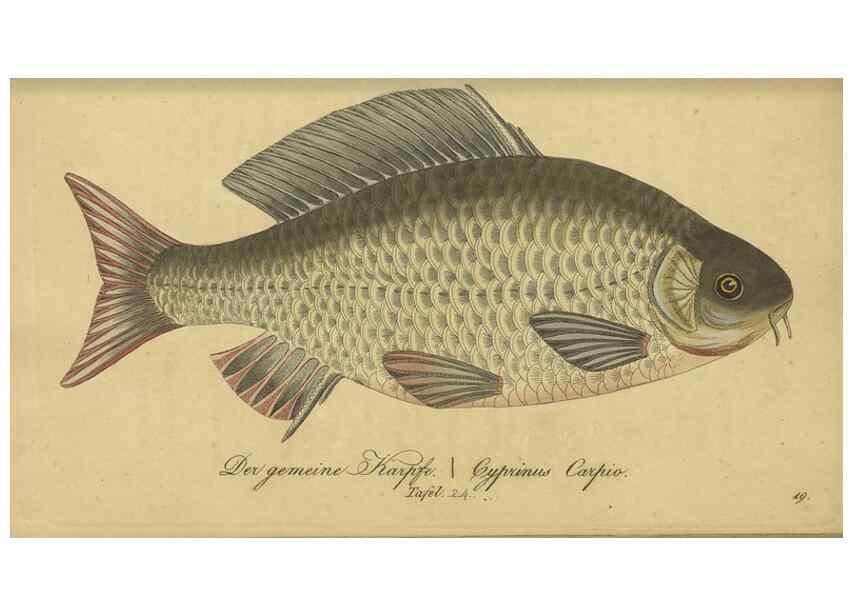 Reproducción/Reproduction 46938864625: Fauna Boica oder gemeinnützige Naturgeschichte der Thiere Bayerns /. Nürnberg :In der C.H. Zeh'schen Buchhandlung,1834.. 