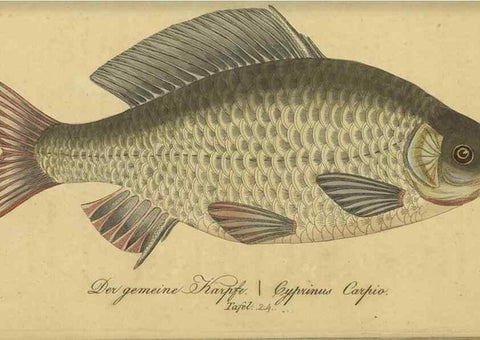 Reproducción/Reproduction 46938864625: Fauna Boica oder gemeinnützige Naturgeschichte der Thiere Bayerns /. Nürnberg :In der C.H. Zeh'schen Buchhandlung,1834.. 