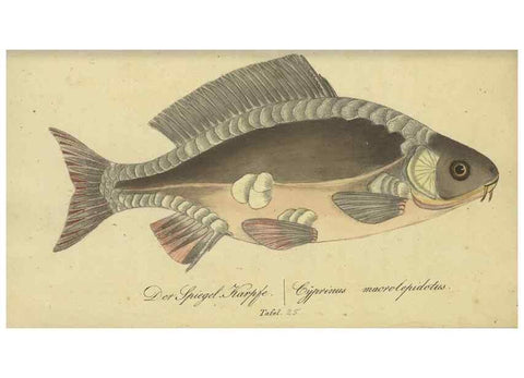 Reproducción/Reproduction 32911045617: Fauna Boica oder gemeinnützige Naturgeschichte der Thiere Bayerns /. Nürnberg :In der C.H. Zeh'schen Buchhandlung,1834.. 