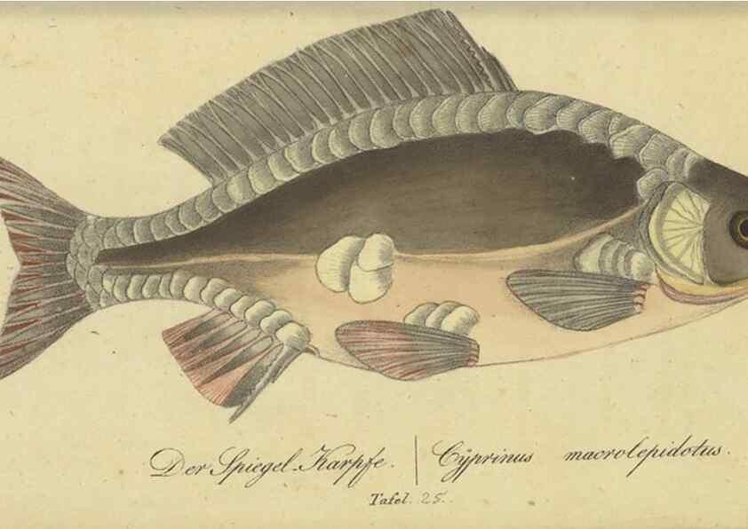 Reproducción/Reproduction 32911045617: Fauna Boica oder gemeinnützige Naturgeschichte der Thiere Bayerns /. Nürnberg :In der C.H. Zeh'schen Buchhandlung,1834.. 