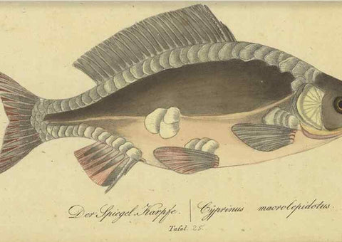Reproducción/Reproduction 32911045617: Fauna Boica oder gemeinnützige Naturgeschichte der Thiere Bayerns /. Nürnberg :In der C.H. Zeh'schen Buchhandlung,1834.. 