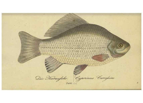 Reproducción/Reproduction 46938865555: Fauna Boica oder gemeinnützige Naturgeschichte der Thiere Bayerns /. Nürnberg :In der C.H. Zeh'schen Buchhandlung,1834.. 