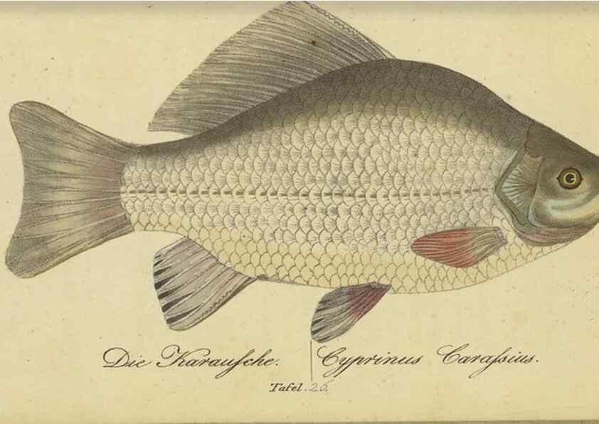 Reproducción/Reproduction 46938865555: Fauna Boica oder gemeinnützige Naturgeschichte der Thiere Bayerns /. Nürnberg :In der C.H. Zeh'schen Buchhandlung,1834.. 