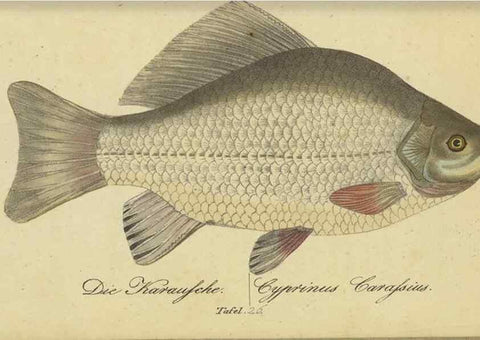 Reproducción/Reproduction 46938865555: Fauna Boica oder gemeinnützige Naturgeschichte der Thiere Bayerns /. Nürnberg :In der C.H. Zeh'schen Buchhandlung,1834.. 