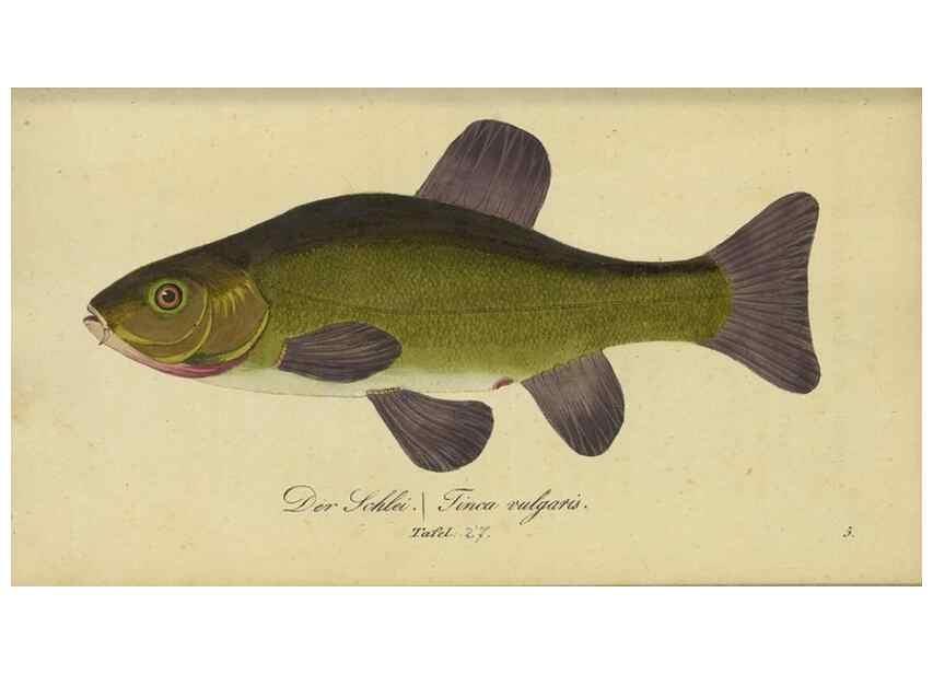 Reproducción/Reproduction 33977821298: Fauna Boica oder gemeinnützige Naturgeschichte der Thiere Bayerns /. Nürnberg :In der C.H. Zeh'schen Buchhandlung,1834.. 