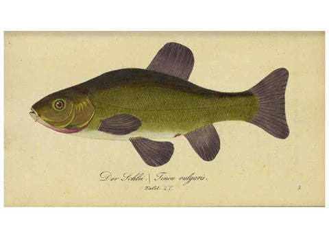 Reproducción/Reproduction 33977821298: Fauna Boica oder gemeinnützige Naturgeschichte der Thiere Bayerns /. Nürnberg :In der C.H. Zeh'schen Buchhandlung,1834.. 
