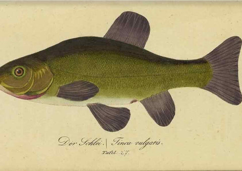 Reproducción/Reproduction 33977821298: Fauna Boica oder gemeinnützige Naturgeschichte der Thiere Bayerns /. Nürnberg :In der C.H. Zeh'schen Buchhandlung,1834.. 