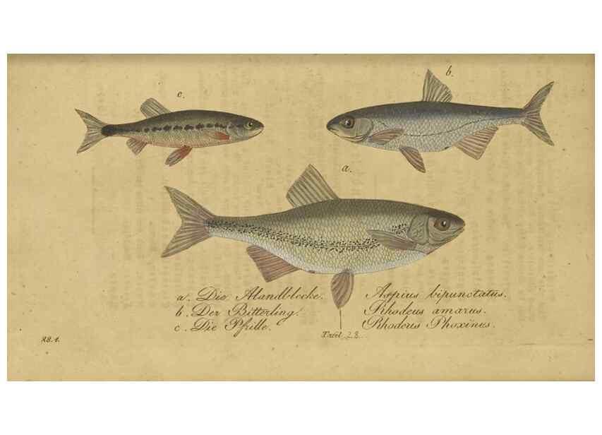 Reproducción/Reproduction 33977821578: Fauna Boica oder gemeinnützige Naturgeschichte der Thiere Bayerns /. Nürnberg :In der C.H. Zeh'schen Buchhandlung,1834.. 