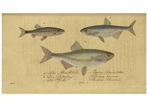 Reproducción/Reproduction 33977821578: Fauna Boica oder gemeinnützige Naturgeschichte der Thiere Bayerns /. Nürnberg :In der C.H. Zeh'schen Buchhandlung,1834.. 