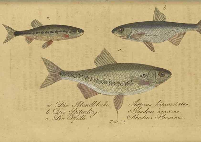 Reproducción/Reproduction 33977821578: Fauna Boica oder gemeinnützige Naturgeschichte der Thiere Bayerns /. Nürnberg :In der C.H. Zeh'schen Buchhandlung,1834.. 