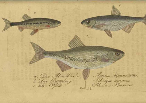 Reproducción/Reproduction 33977821578: Fauna Boica oder gemeinnützige Naturgeschichte der Thiere Bayerns /. Nürnberg :In der C.H. Zeh'schen Buchhandlung,1834.. 