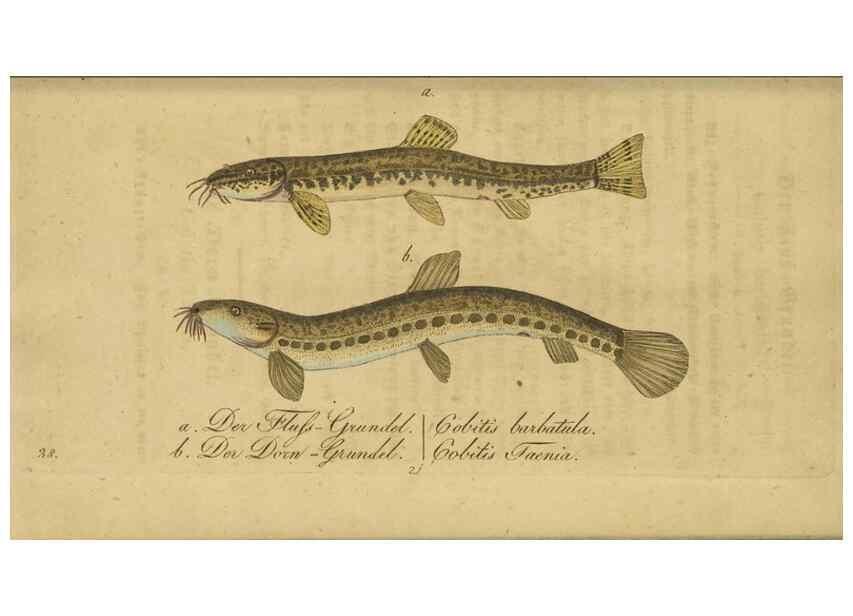 Reproducción/Reproduction 40888503293: Fauna Boica oder gemeinnützige Naturgeschichte der Thiere Bayerns /. Nürnberg :In der C.H. Zeh'schen Buchhandlung,1834.. 