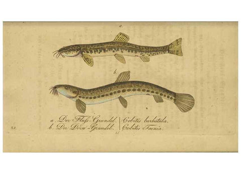 Reproducción/Reproduction 40888503293: Fauna Boica oder gemeinnützige Naturgeschichte der Thiere Bayerns /. Nürnberg :In der C.H. Zeh'schen Buchhandlung,1834.. 
